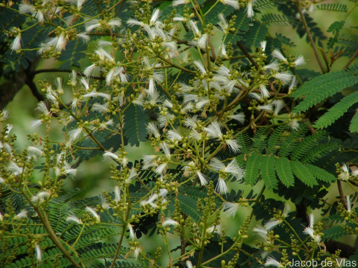 Falcataria falcata (L.) Greuter & R.Rankin